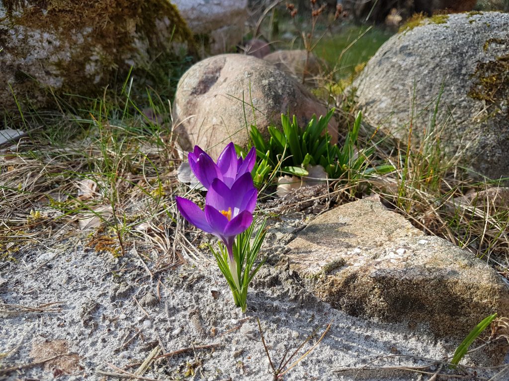 Crocus botanicus in spring 2019