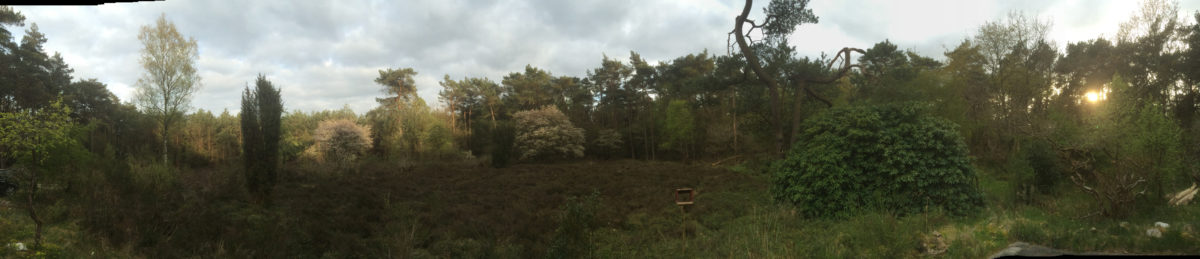 180° sfeerfoto van de heide