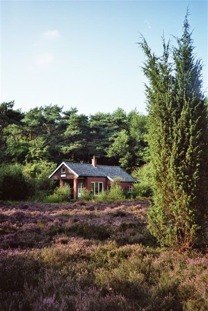 Vakantiehuis in het bos in Norg, aan bloeiend heideveld met jeneverbesstruik.