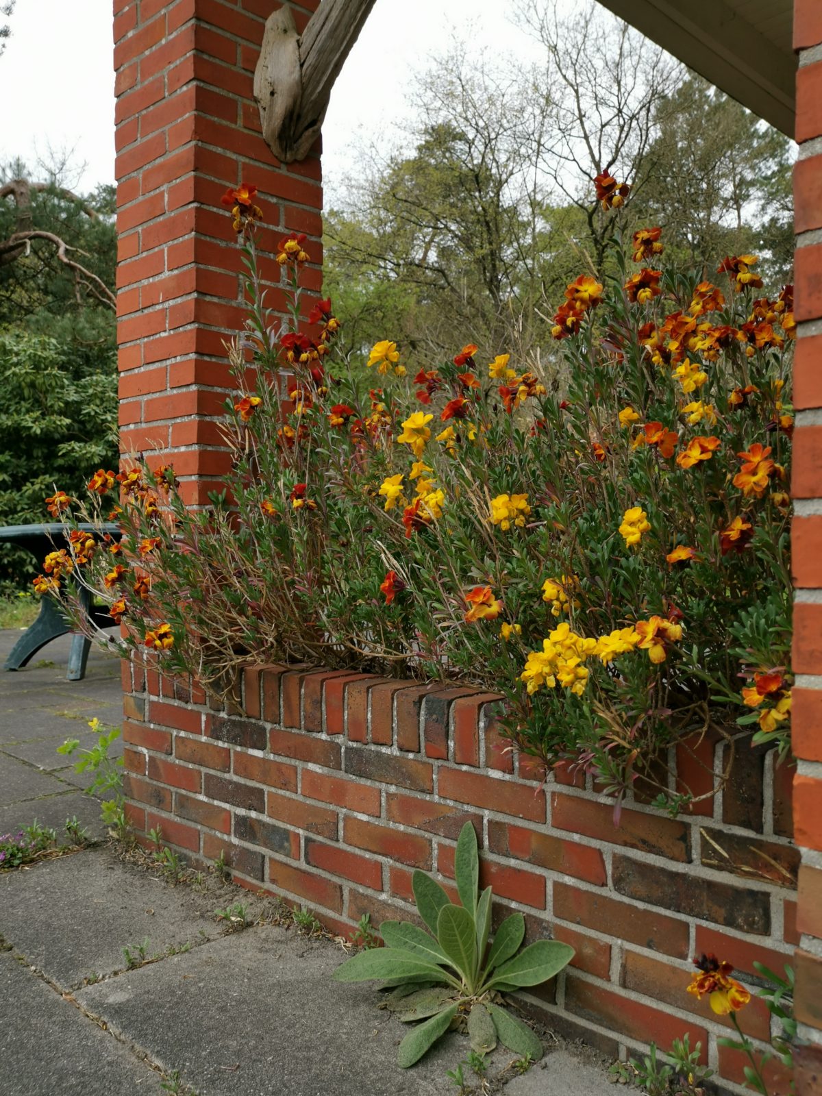 Een veilige Schuilplaats voor muurbloemen