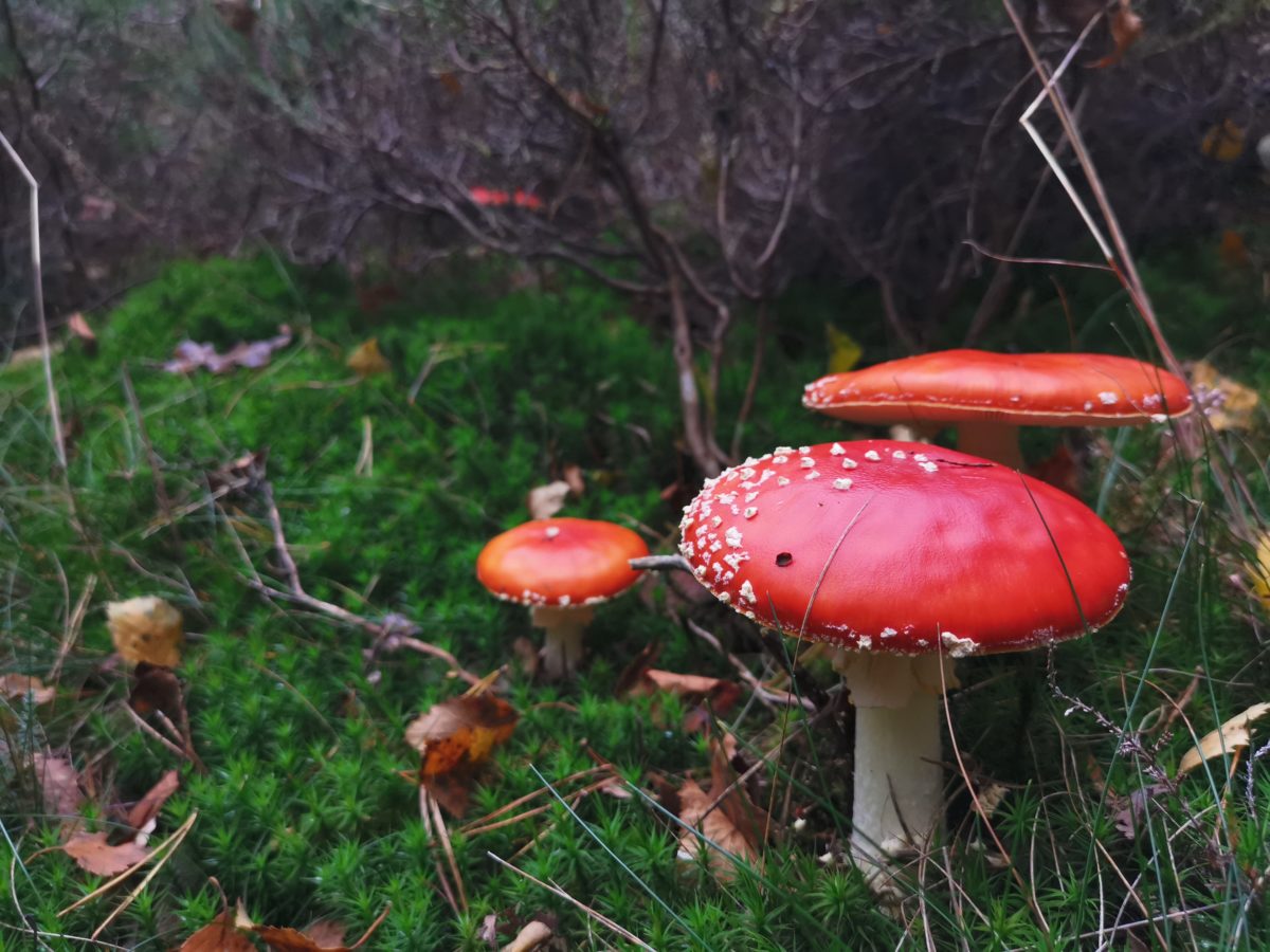 Op paddenstoelenjacht in oktober: de vliegenzwam