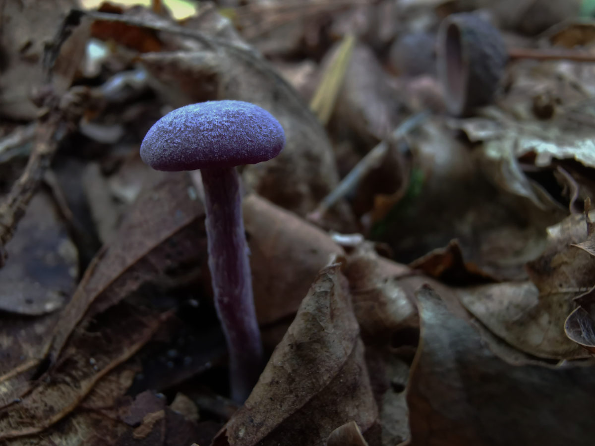 Op paddenstoelenjacht in oktober: de amathistzwam