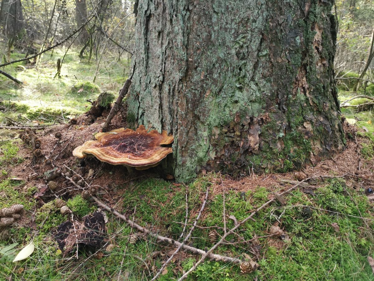 Dennendoder op douglasspar in het bos in Norg (Drenthe)