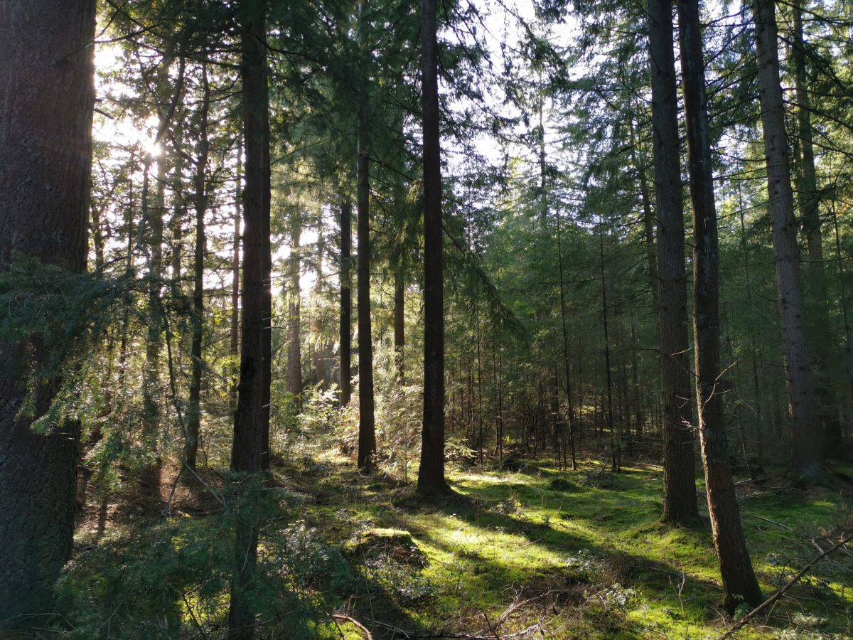 Bosbaden: mediteren met hulp van Moeder Natuur