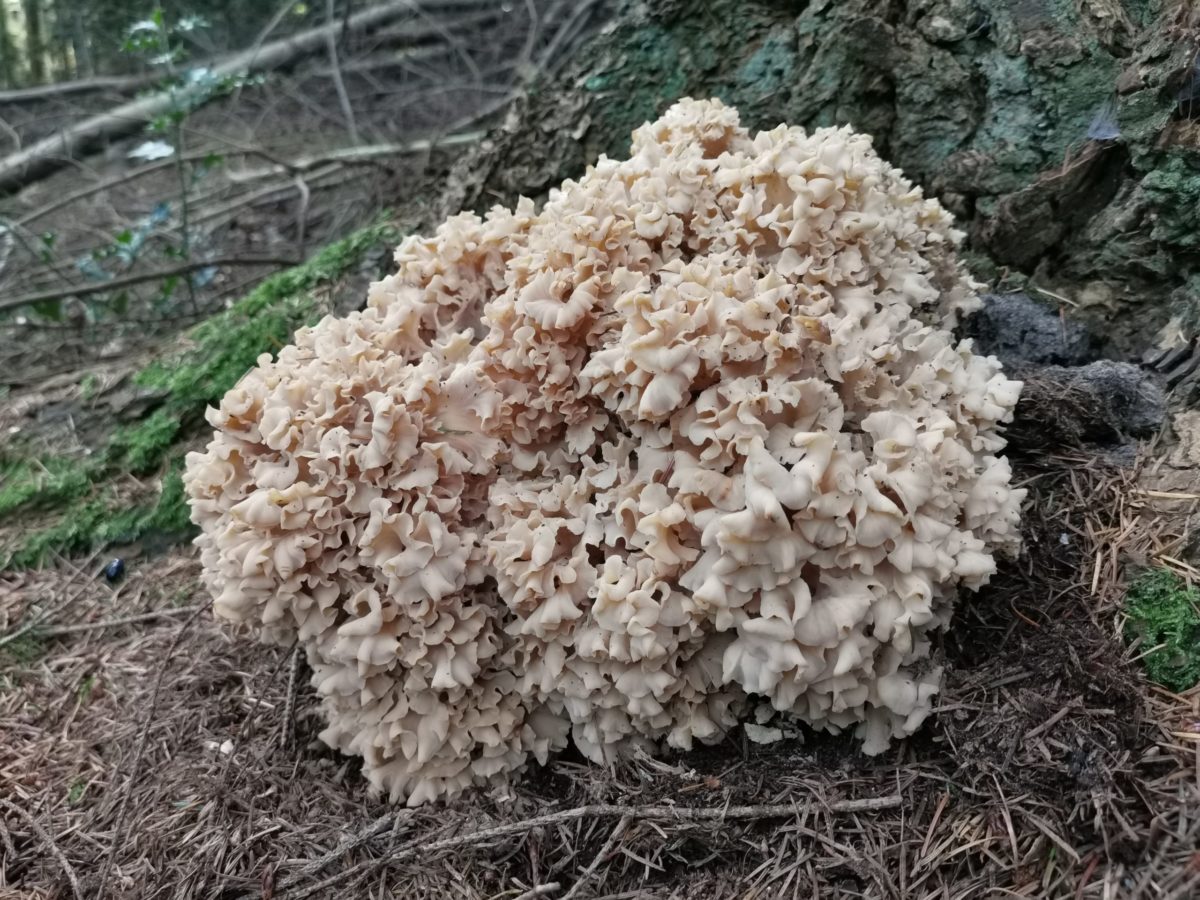 Op paddenstoelenjacht in oktober: grote sponszwam