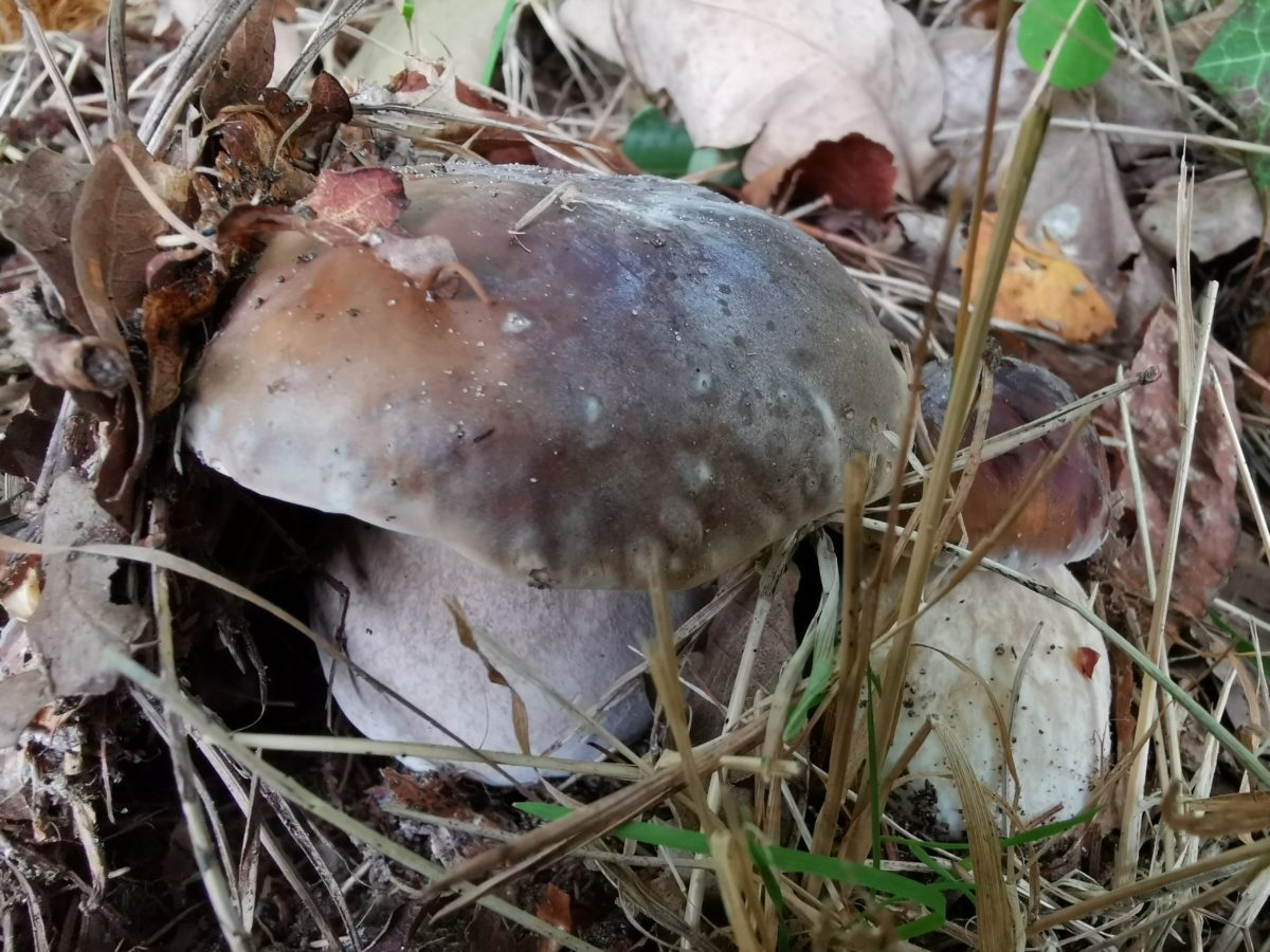 Op paddenstoelenjacht in oktober: gewoon eekhoorntjesbrood