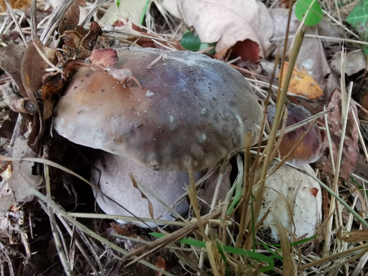 Boletus edulis.