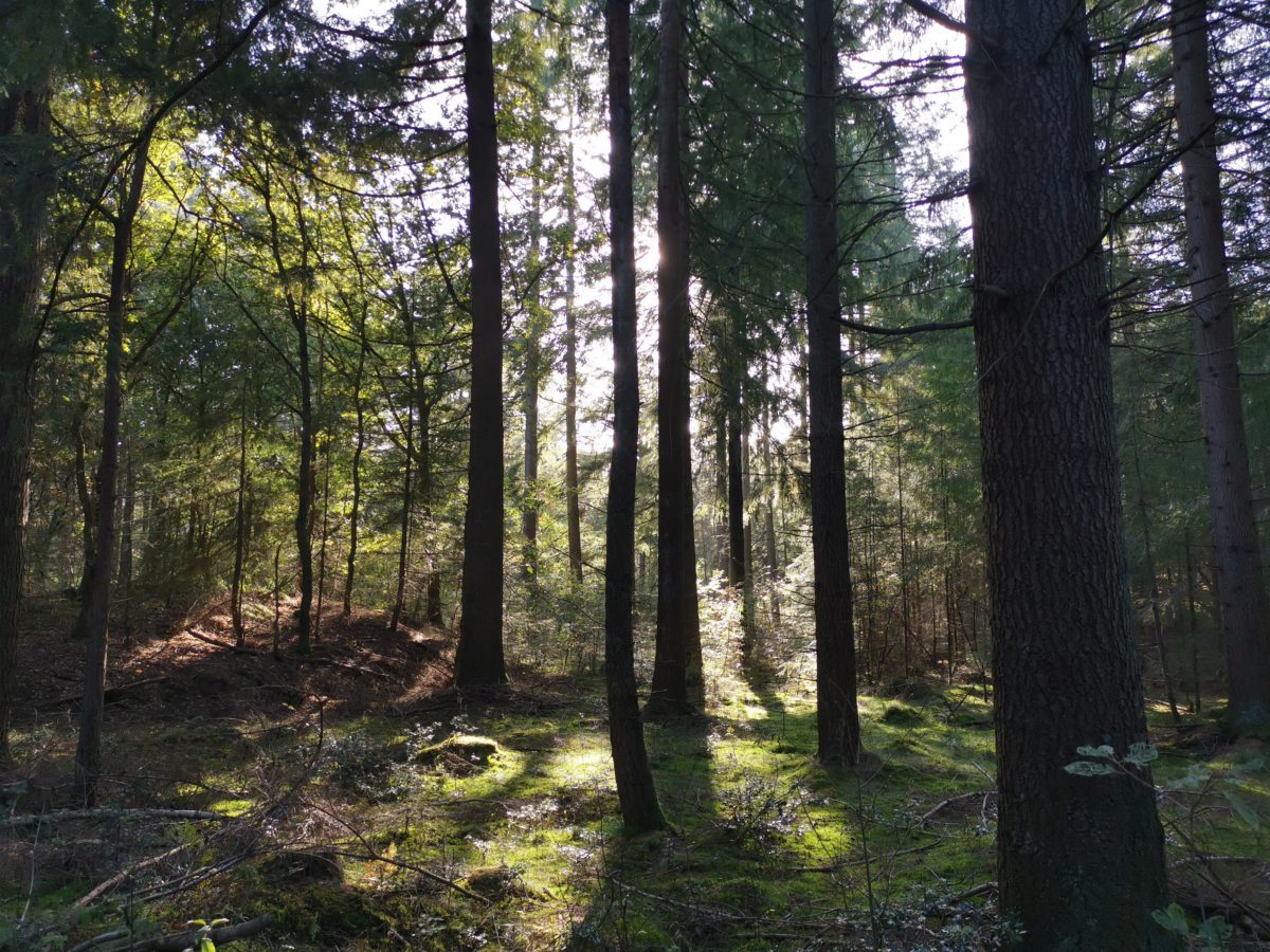 Douglassparrentbos in Norg met lage lichtval door de bomen.