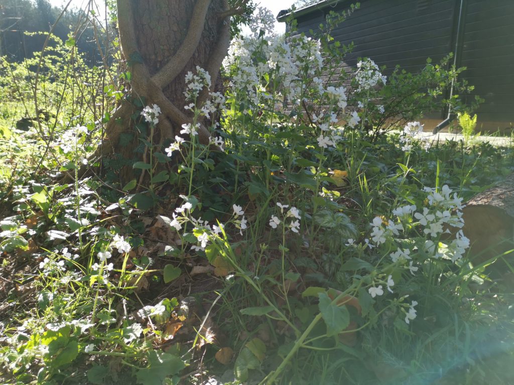 Witte judaspenning (Lunaria annua) in de natuurtuin bij ons vakantiehuisje in het bos van Norg (Drenthe).