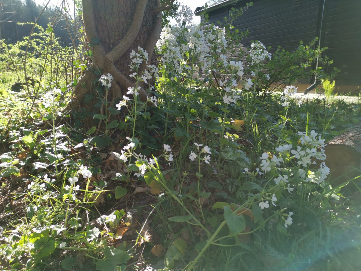 Witte tuinjudaspenning (Lunaria annua) in natuurtuin bij huisje in het bos in Norg.