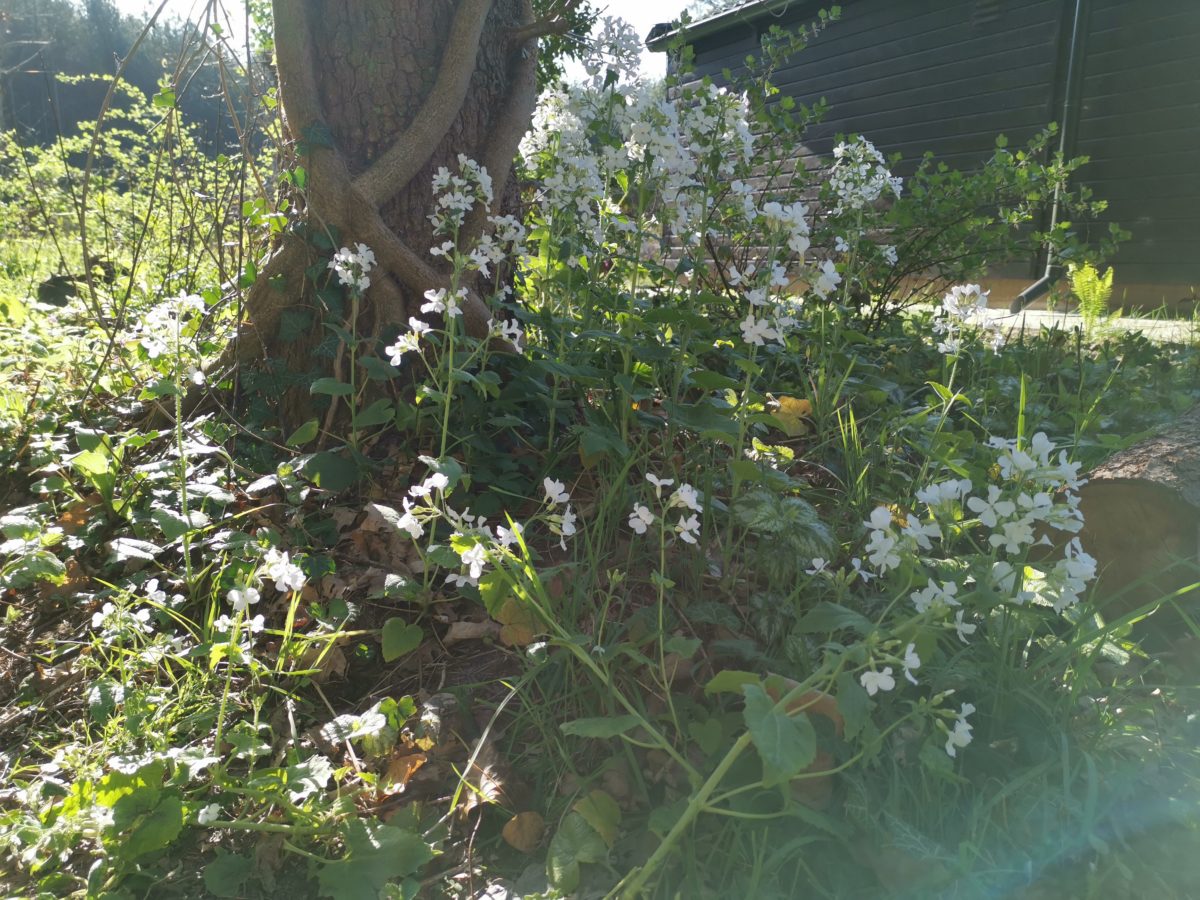 Tuinjudaspenning (Lunaria annua)