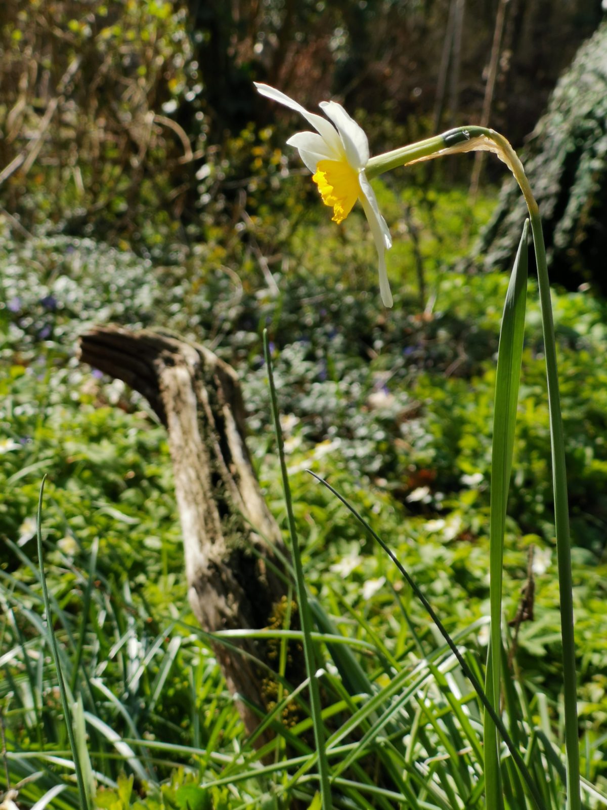 Wilde narcis in bostuin in Norg.