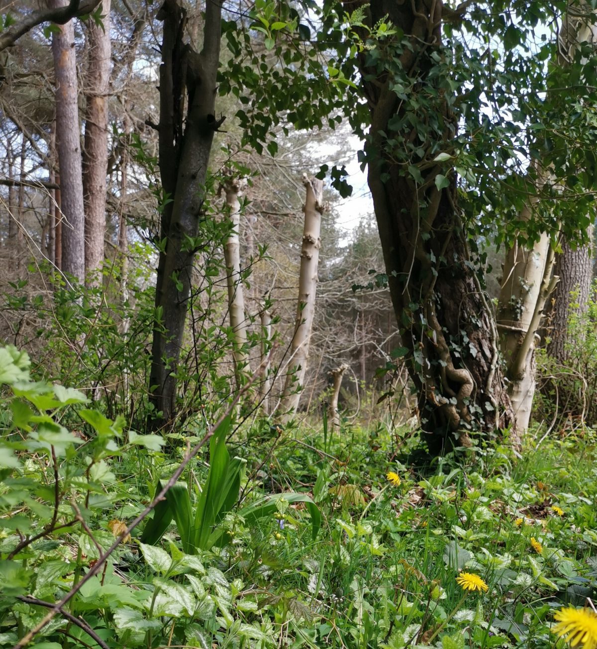 Tuin met paardenbloemen.