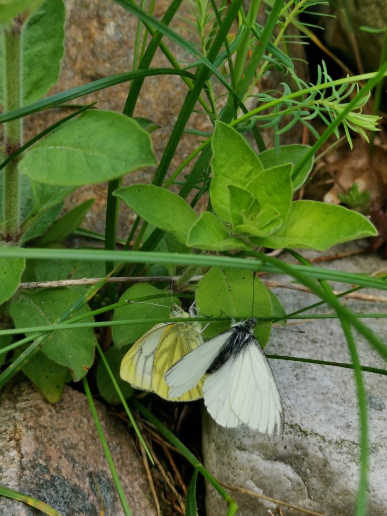 Mannetje en vrouwtje klein geaderd witje (Pieris napi) in de rotstuinborder tussen het terras van ons vakantiehuisje in het bos en ons privé-heideveld.