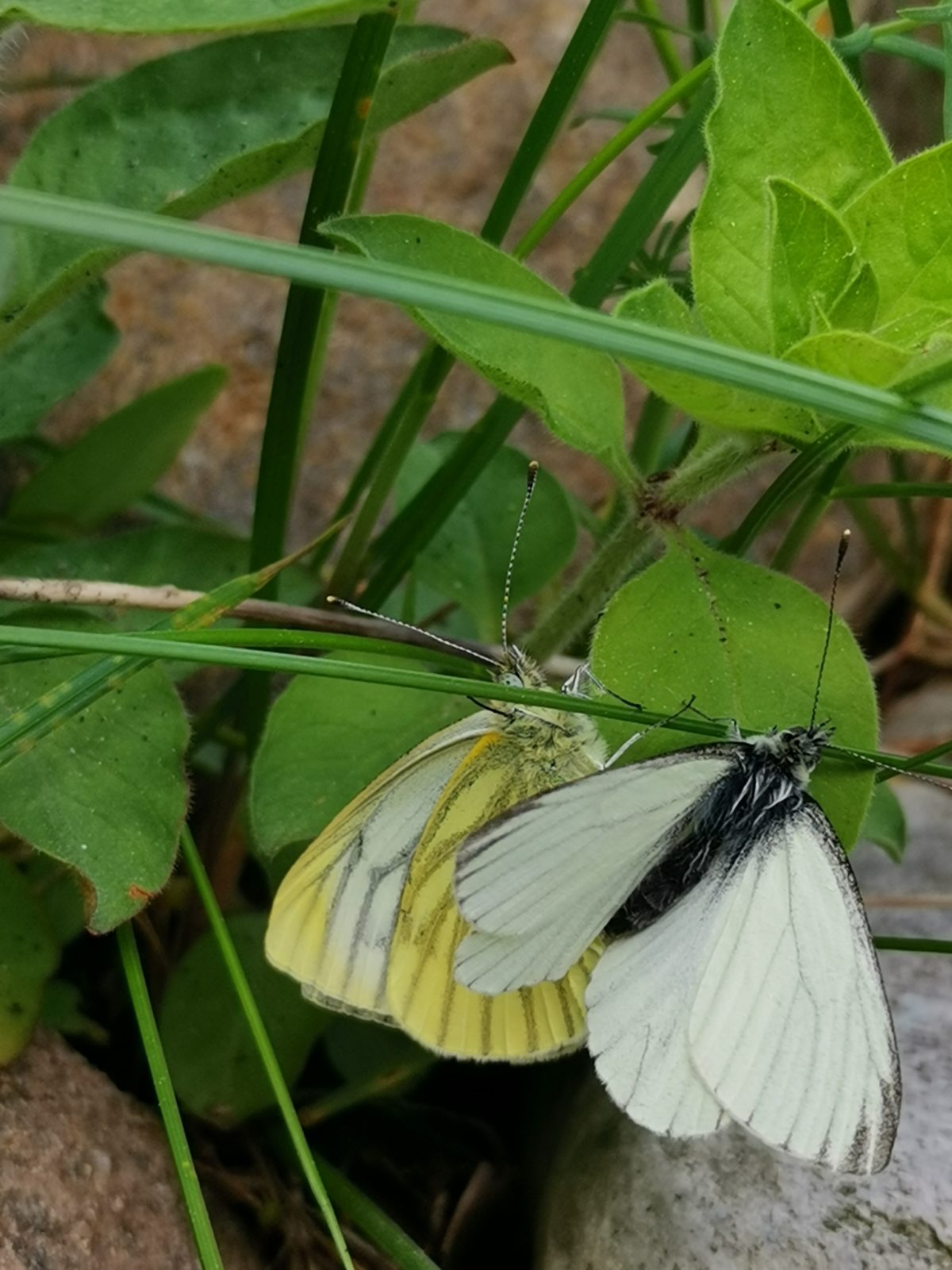 2 klein geaderde witjes in bostuin in Norg.