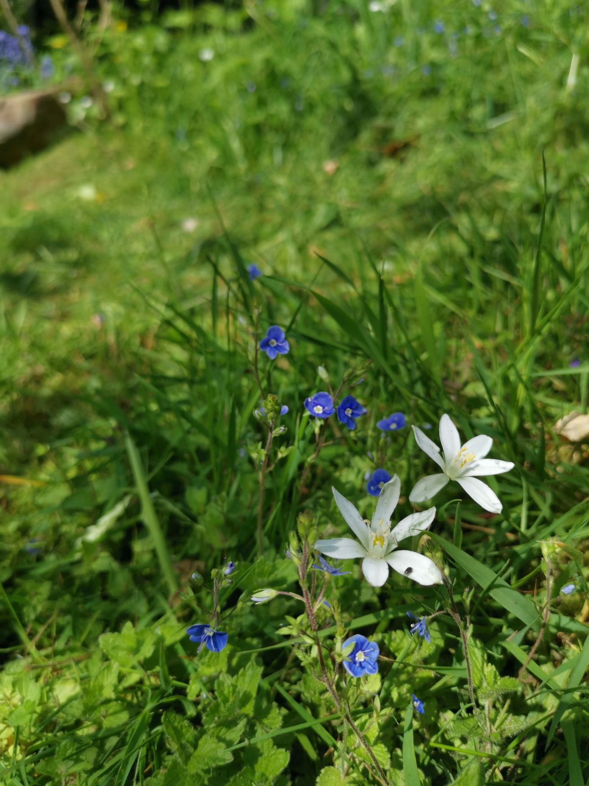 Foto van gewone vogelmelk (ornithogalum umbellatum) samen met ereprijs (Veronica spp.)