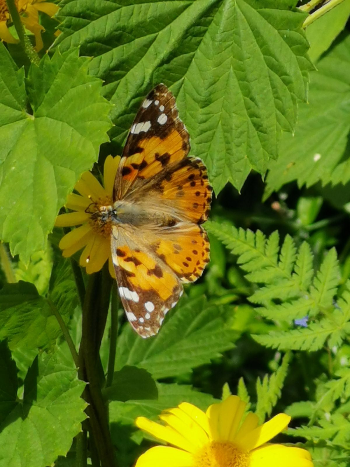 Distelvlinder – Vanessa cardui