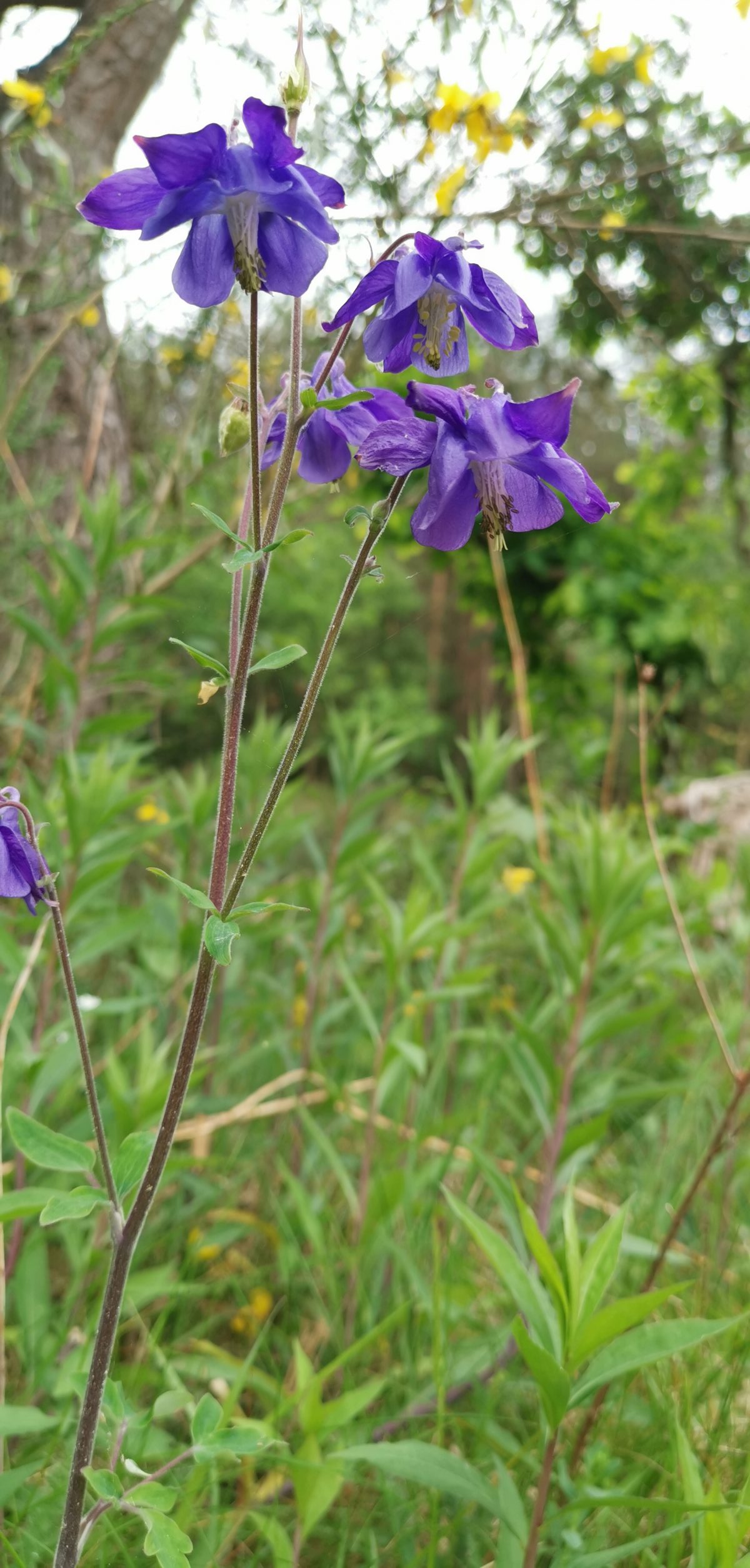 Wilde akelei (Aquilegia vulgaris)