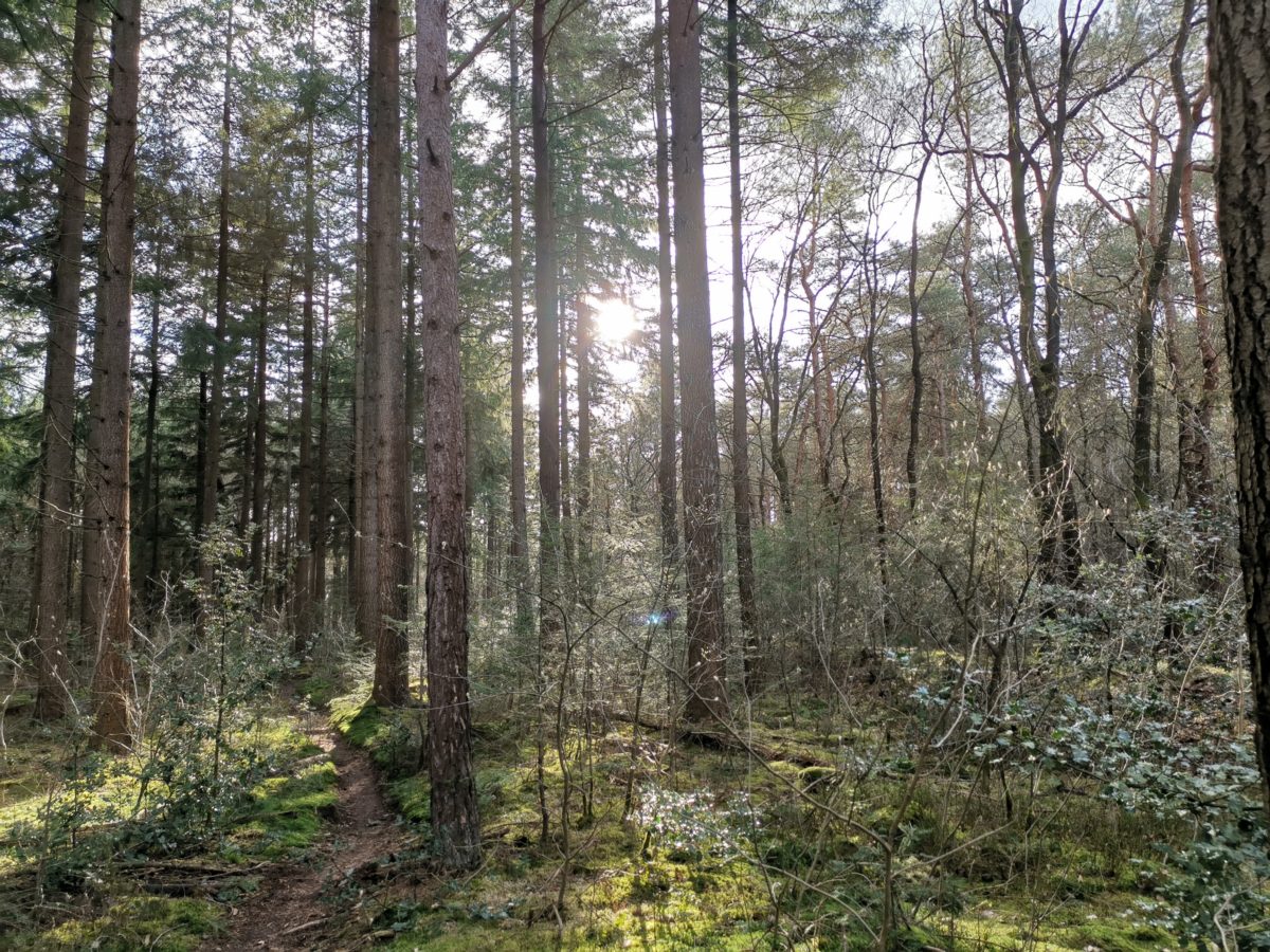 Bosbaden: breng het bos dichterbij