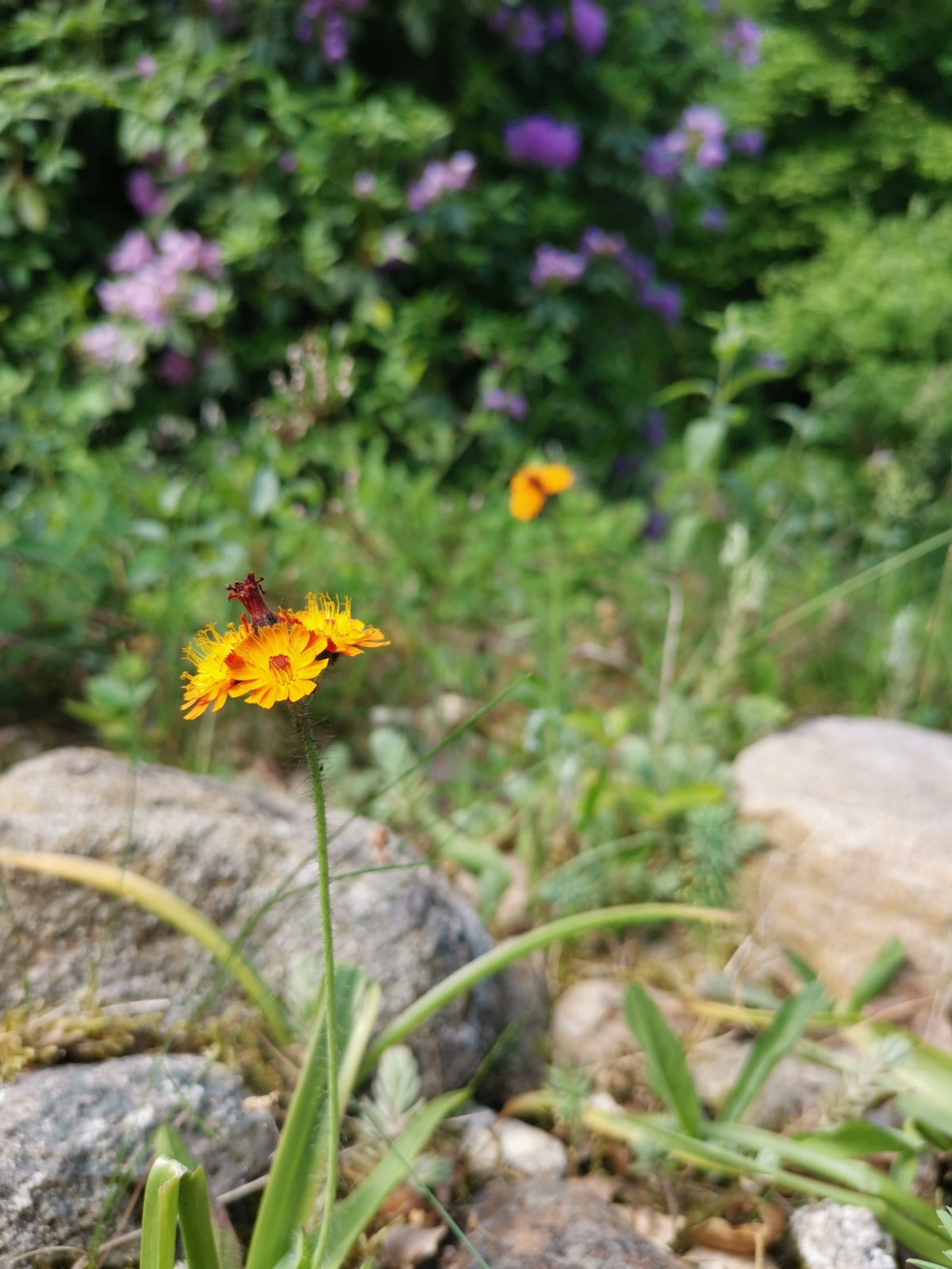 Oranje havikskruid (Hieracium aurantiacum) tussen de zwerfstenen rondom terras midden in privé-heideveld in Norg (Drenthe).