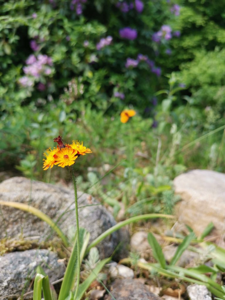 Bloeiende oranje havikskruid bij vakantiehuisje in het bos in Norg.