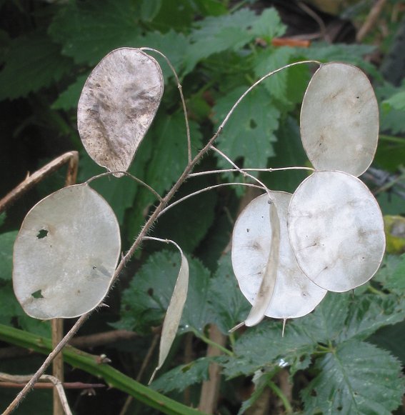 Lunaria annua zaaddozen.