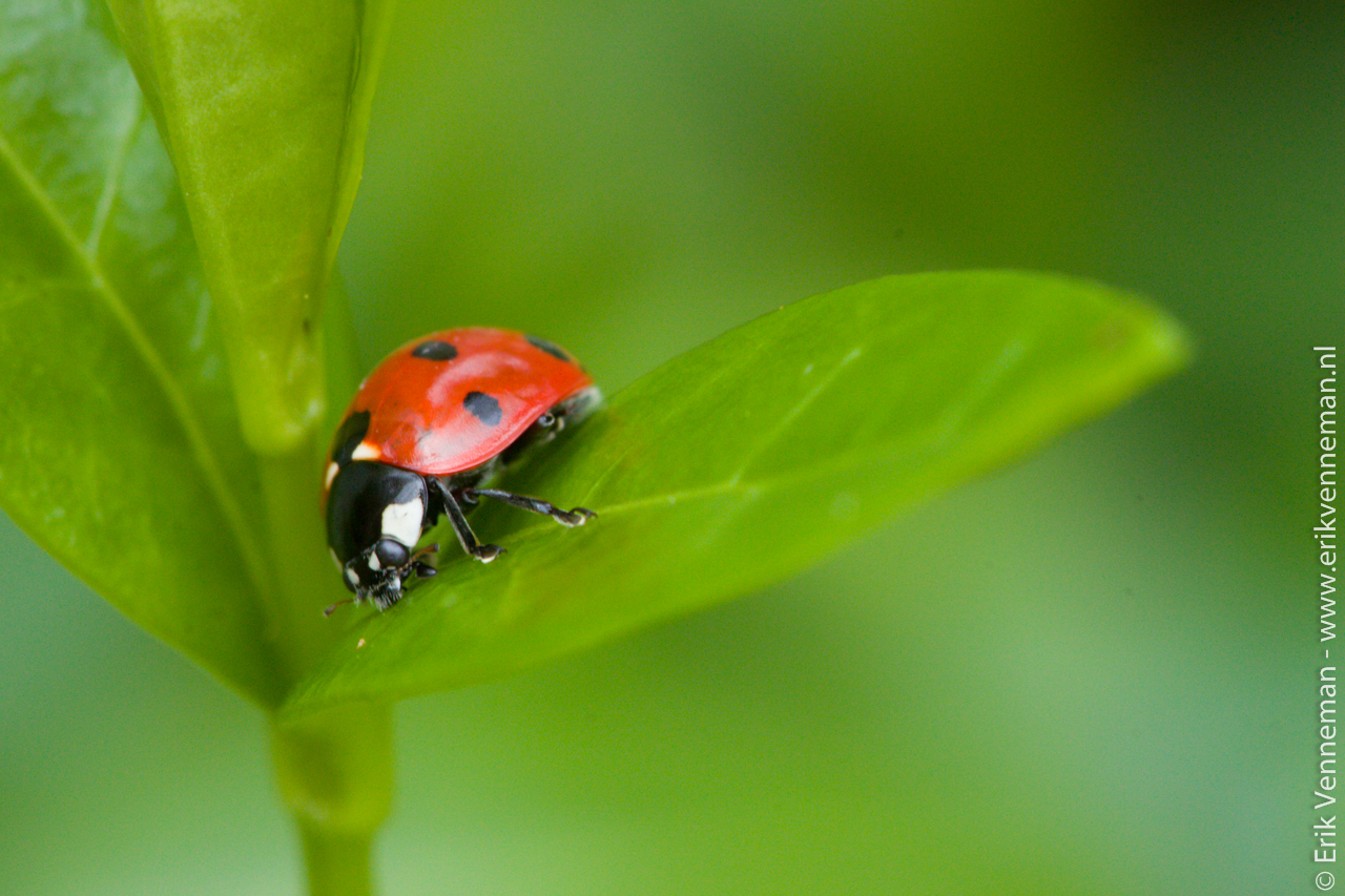 Zevenstippelig lieveheersbeestje – De Schuilplaats