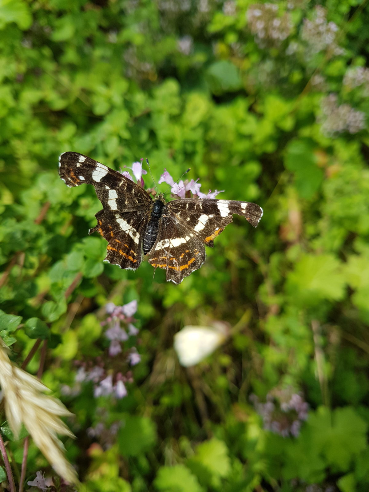 Araschnia levana: landkaartje