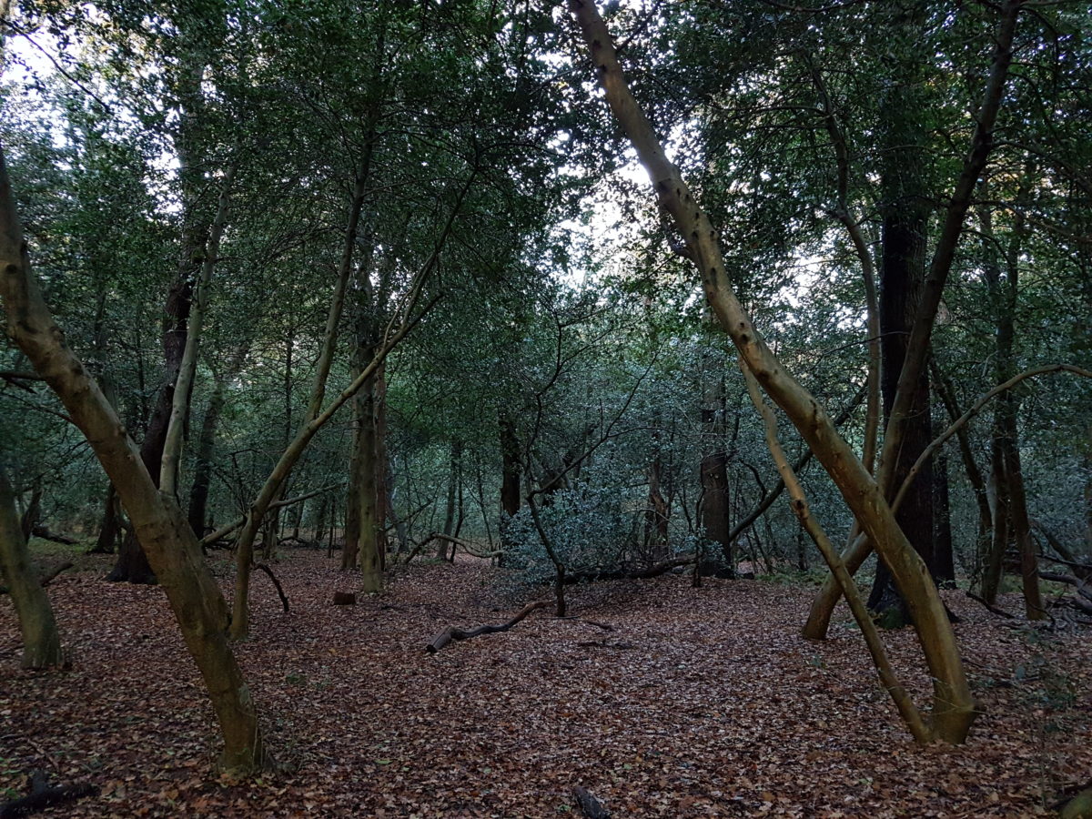 Hulstbomengalerij in het Norgerholt (Natura 2000 gebied) in Drenthe.