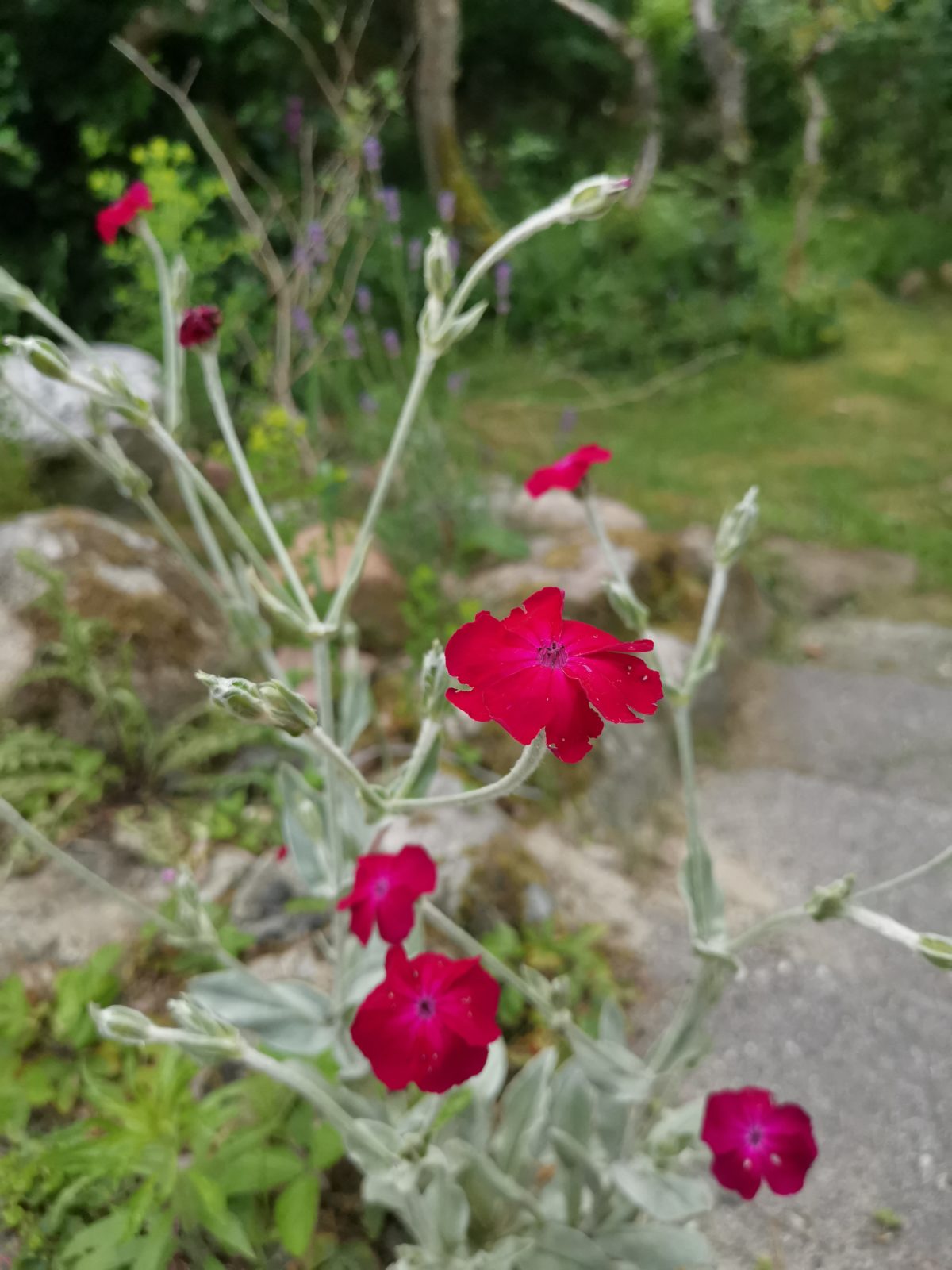 Prikneus (Silene coronaria) in rotstuin op zandgrond in Drenthe.