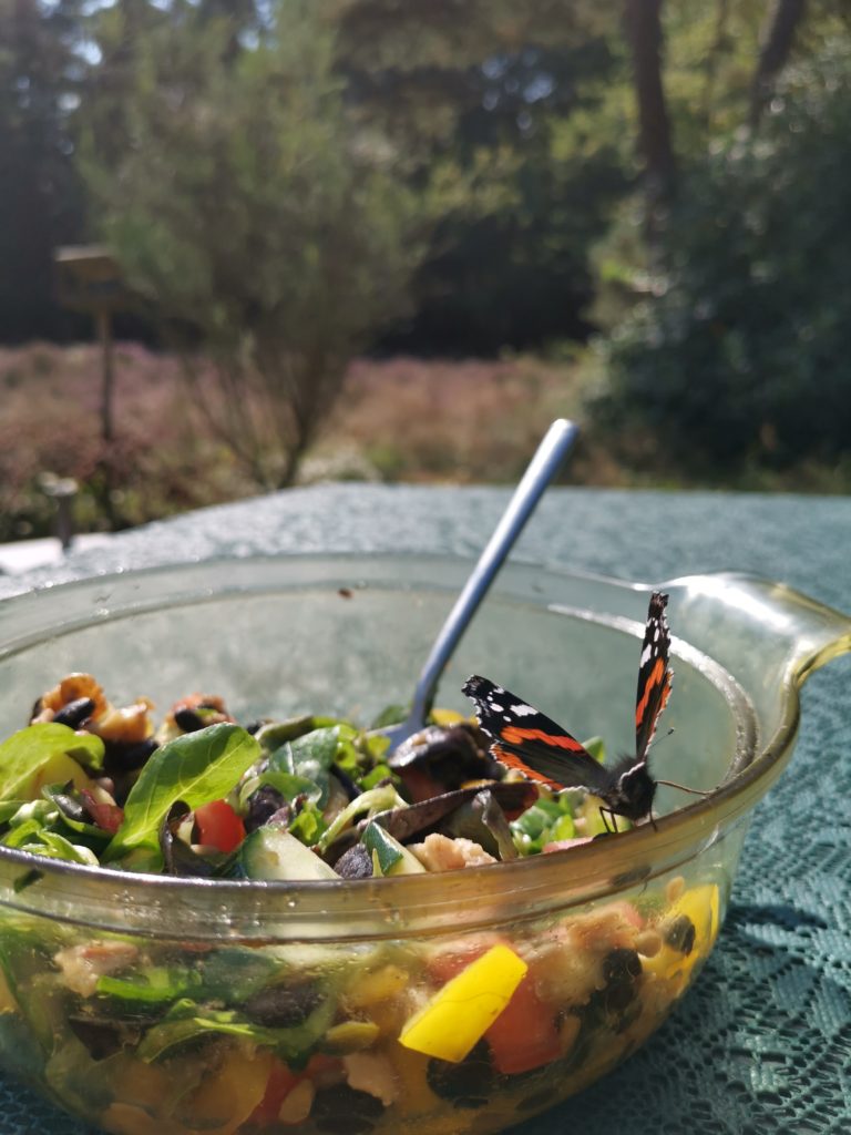 Een admiraalvlinder die op de geur van een gezonde lunchsalade is afgekomen, met privé-heideveld op de achtergrond.