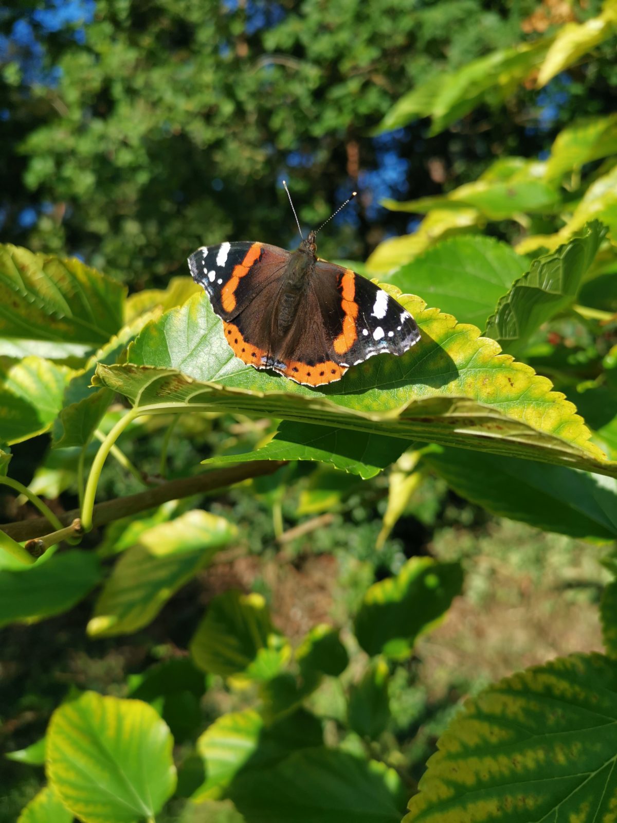 Vanessa atalanta op een blad in het bos van Norg (Drenthe).