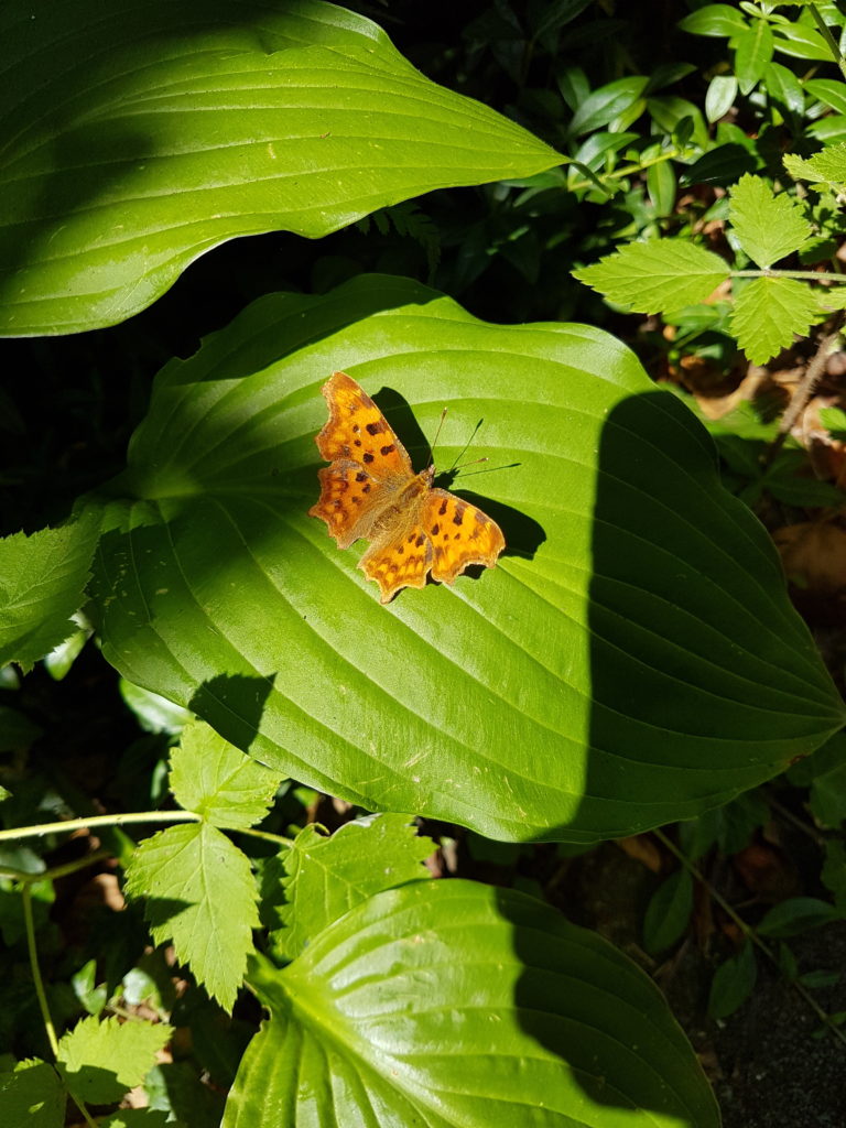 Polygonia c-album (gehakkelde aurelia) op blad van hosta in wilde tuin bij huisje in het bos in Norg (Drenthe)