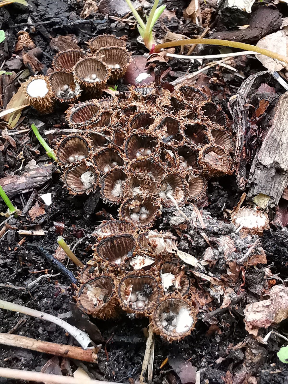 Cyathus striatus (gestreept nestzwammetje) in voedselbos in Drenthe