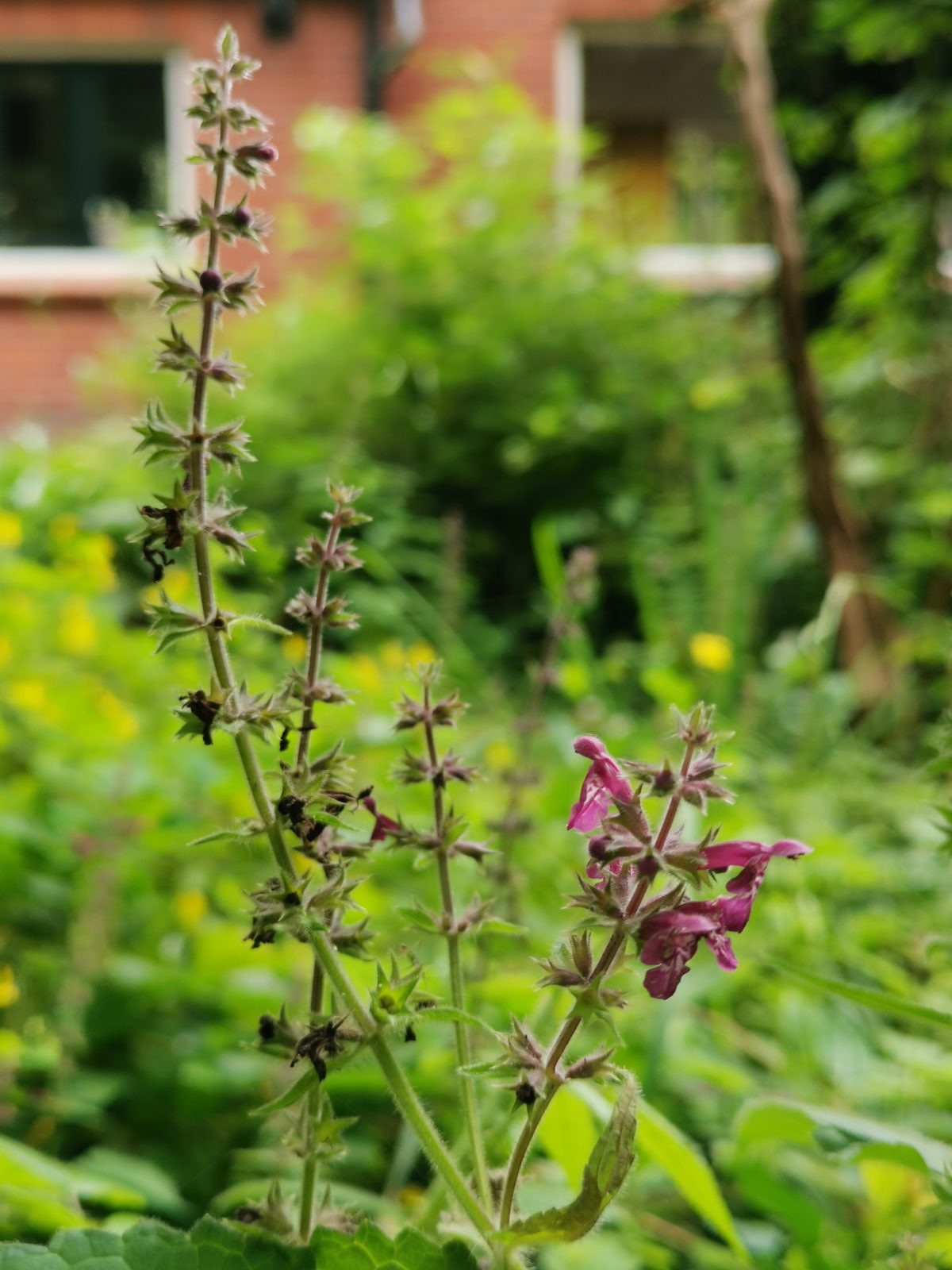 Bosandoorn (Stachys sylvatica)